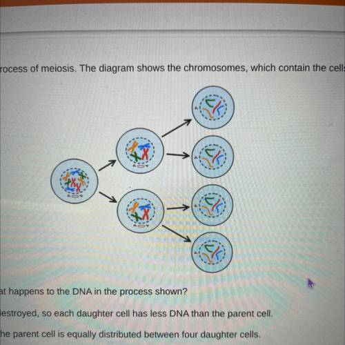 The diagram below models the process of meiosis. The diagram shows the chromosomes, which contain t
