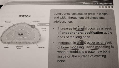 True or False: Increases in the width of long bones is a result of bone modeling.