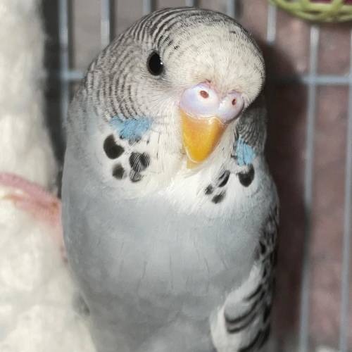 PLEASE HELP! what gender is my baby budgie? 1-3 months it looks like a baby blue when in light but