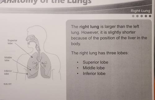 True or False: The right and left lungs are the same size.