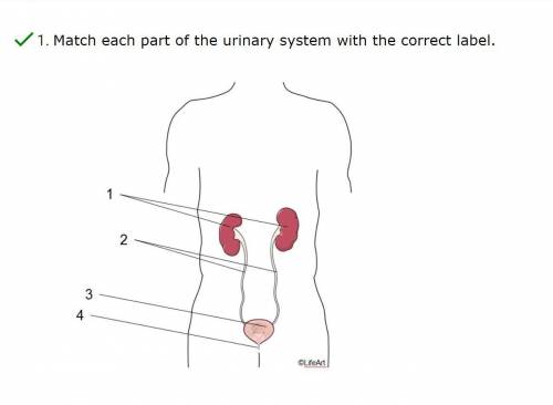 Match each part of the urinary system with the correct label.