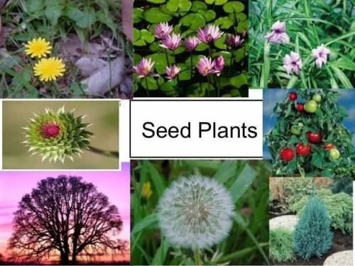 What is plants? Answer will be marked as brainlist.