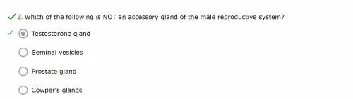 Which of the following is NOT an accessory gland of the male reproductive system?