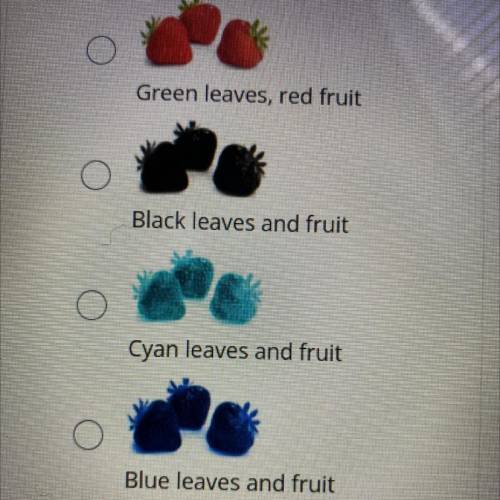 Which strawberries are under a blue filter?
