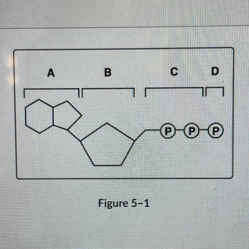 Which structures shown in Figure 5-1 make up an ATP molecule?

O A, B, C, and D
O A and B
O A, B,