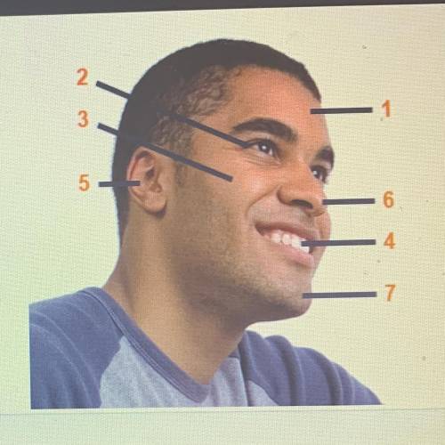 Select the proper terminology for the numbered

facial regions indicated in the diagram to the rig
