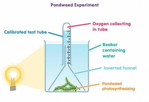 The apparatus shown in the diagram can be used to measure the change in rate of photosynthesis in p