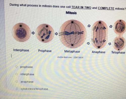 During what process in mitosis does one cell TEAR IN TWO and COMPLETE mitosis

O prophase
O interp