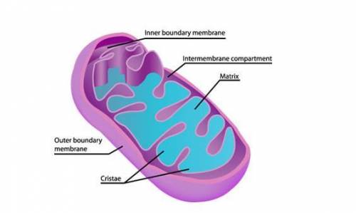 Which part of the cell does this illustration represent?

Calvin cycle center
mitochondria
cytoske