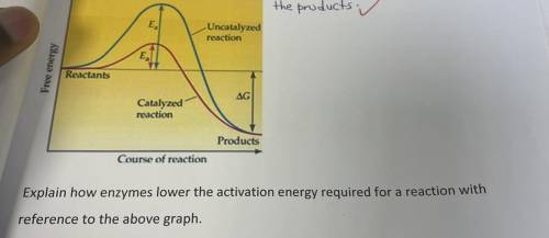 Explain how enzymes lower the activation energy required for a reaction with reference to the above