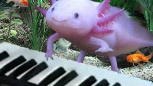 Just wanted to brighten your day up with this Axolotl