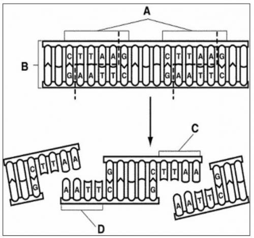 What does the diagram represent?

A) A restriction enzyme being used to cut the DNA.
B) Gel electr