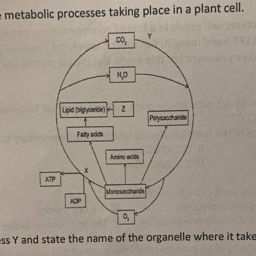PLEASE HELP ME!!!

5. The diagram shows some of the metabolic processes taking place in a plant ce