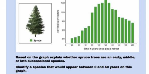 Please help! Based on the graph explain whether spruce trees are an early, middle, or late successi