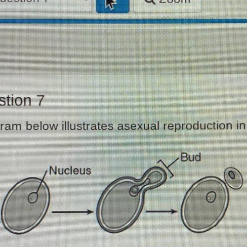 The diagram below illustrates asexual reproduction in yeast.

Bud
Nucleus
o
What is true about the