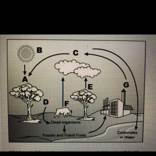 Look at the following diagram of the carbon cycle.

Which part of the carbon cycle is represented