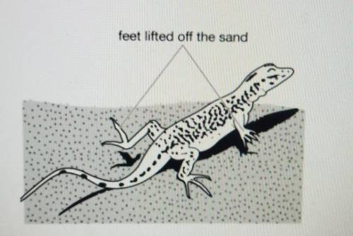 When a desert lizard is on hot sand, nerves in its foot send a message to the brain. The brain anal