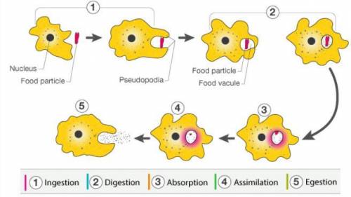 Digestion in Amoeba with a diagram