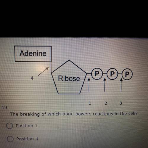 The breaking of which bond powers reactions in the cell?

Position 1
Position 4
Position 2
Positio