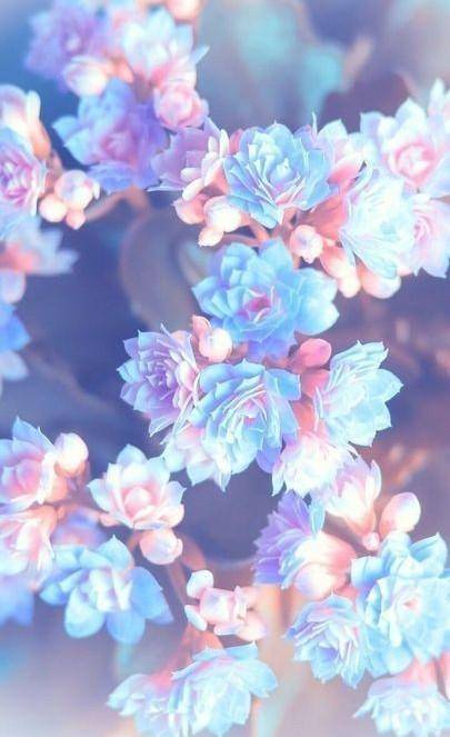 Hey does anyone like this flower I putted it to my phone for wallpaper
