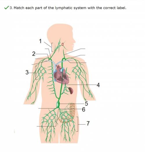 Match each part of the lymphatic system with the correct label.