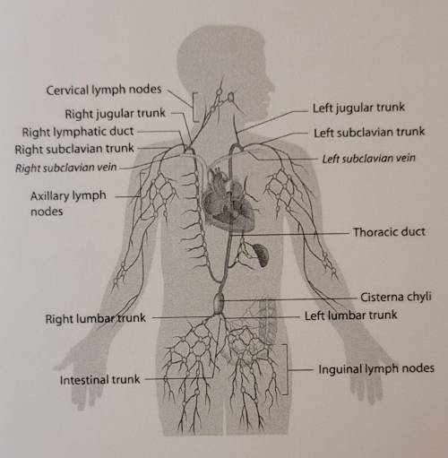 Match each part of the lymphatic system with the correct label.