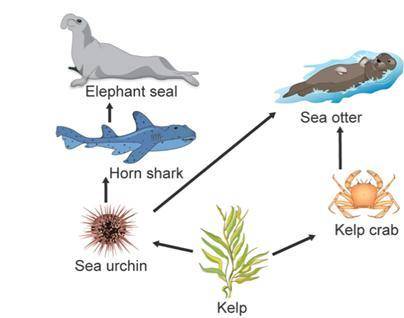 Food web with three food chains. Arrows point from one organism to the next in the chain. Chain 1: