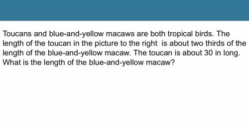 What is the length of the blue-and-yellow macaw?