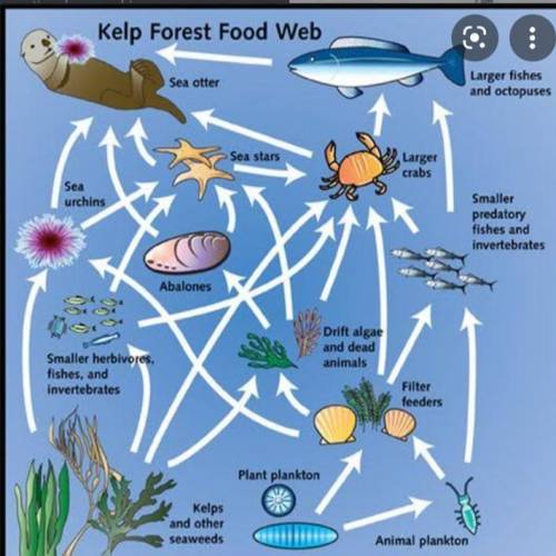 Create a food web out of the following organisms: california sea otter, giant kelp, black turban sna