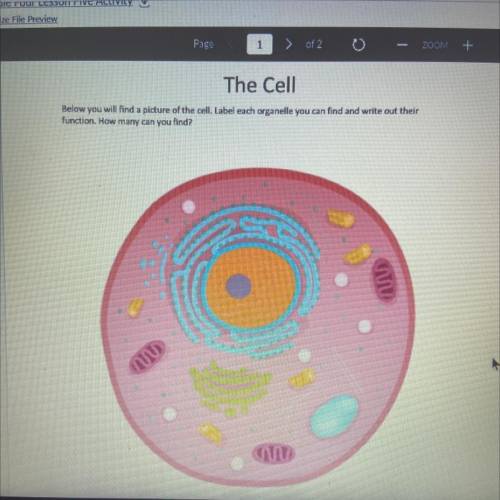 The Cell

Below you will find a picture of the cell label each organele you can find and write out