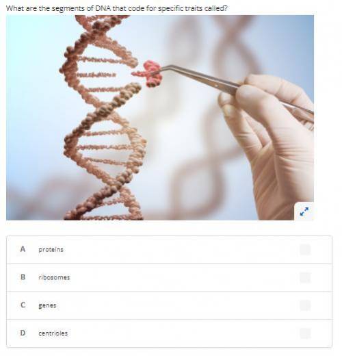 What are the segments of DNA that code for specific traits called?
