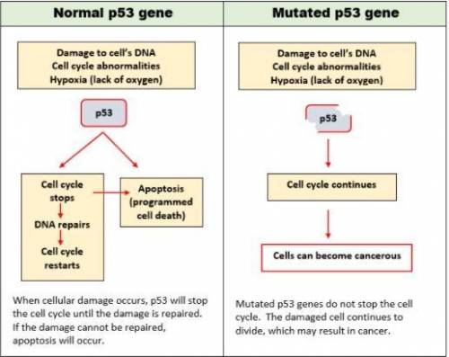 Examine the flow chart above depicting the job of a gene known as p53. It plays an important role d