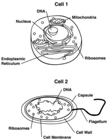 Look at the diagram of 2 basic cell types. Which of the following describes cell 2?

A) a plant ce