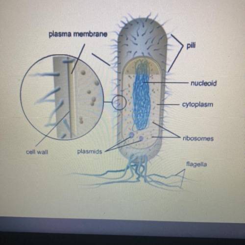 What is the type of cell show in the circle plant cell,prokaryote cell,eukaryotic cell,egg cell?