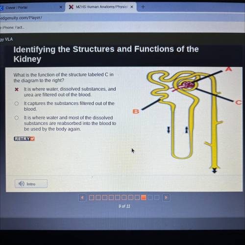 What is the function of the structure labeled C in the diagram to the right? it is where water, dis