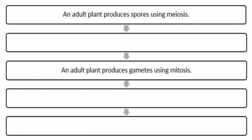 Explore the basic life cycle of fungi, algae, and plants. Fill in the chart to show the stages of t