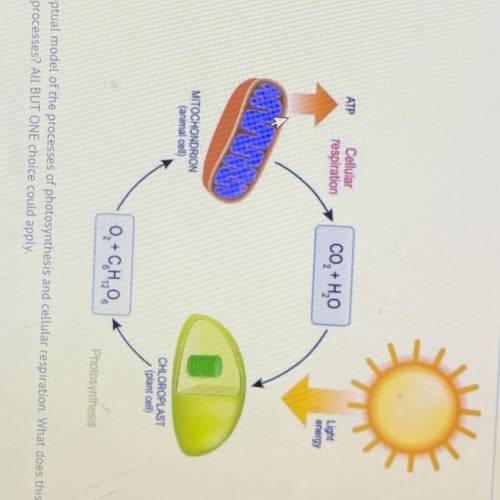 This is a conceptual model of the processes of photosynthesis and cellular respiration. What does t