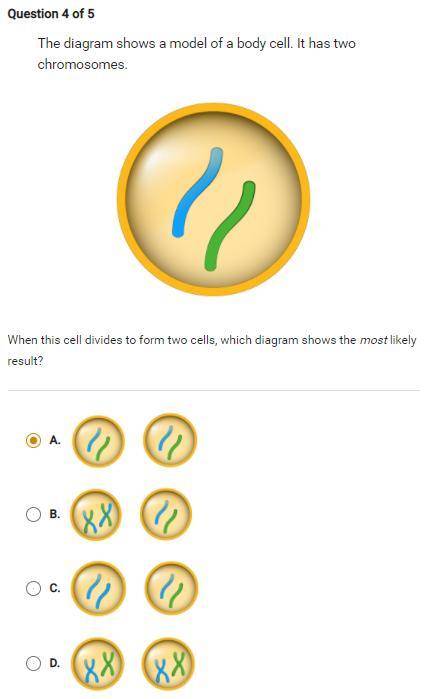 the diagram shows a model of a body cell. it has two chromosomes. when this cell divides to form tw