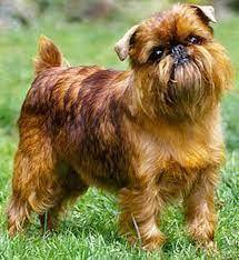 My dream dog is a griffon dog and heres how cute it is