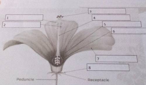 Learning Task 2: Below is a figure showing the parts of a flower involved in fertilization. Study t