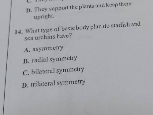 What type of basic body plan do starfish and sea urchins have?