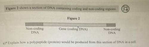 A)* Explain how a polypeptide (protein) would be produced from this section of DNA in a cell.