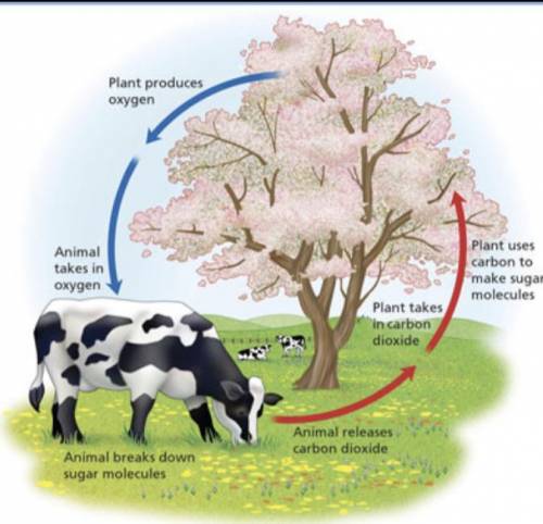 Using the image above, explain the relationship between plants and animals in terms of photosynthes