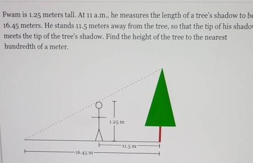 Fwam is 1.25 meters tall. At 11 a.m., he measures the length of a tree's shadow to be 16.45 meters.