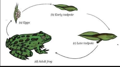 SCIENCE

the different modes of reproduction in animals such as butterflies, mosquitoes, frogs, cat