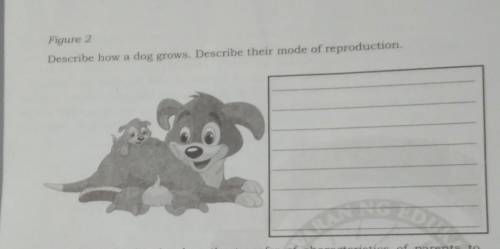 Figure 2 Describe how a dog grows. Describe their mode of reproduction
