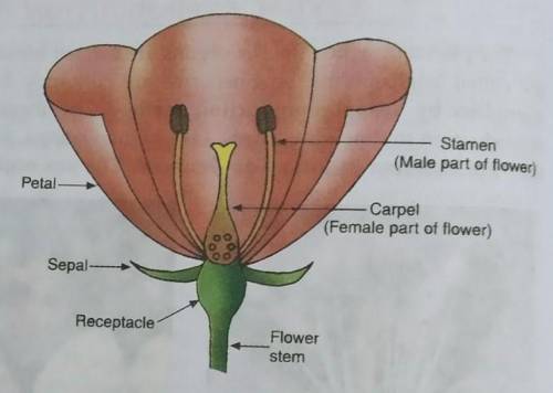Diagram of bisexual flower