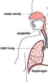 Outline the pathway of a breath of air from the nose to the alveoli.