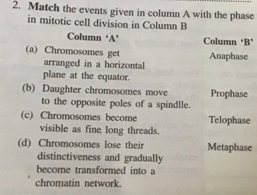 Match the given events given in column A with the phase in mitosis cell division in column B.