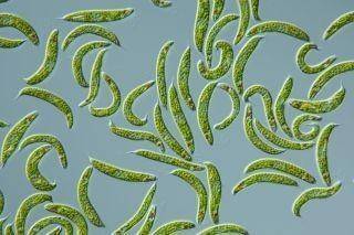 What does it mean for a bacteria or protist to be photosynthetic?